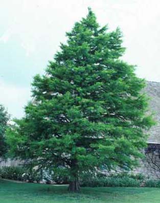 common bald cypress