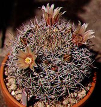 pincushion cactus