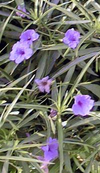 Purple ruellia