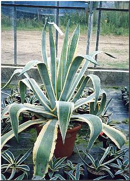 Variegated century plant