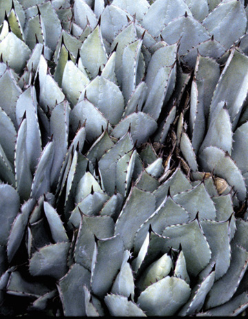 Agave huachucensis