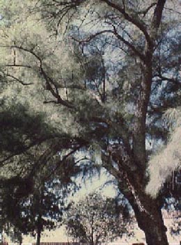 Austrailian Pine