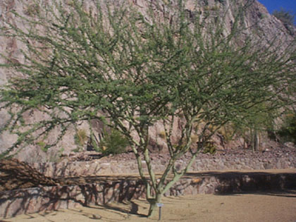 Desert zinnia