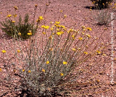 Desert zinnia