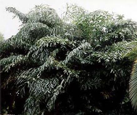 Canton Fishtail Palm