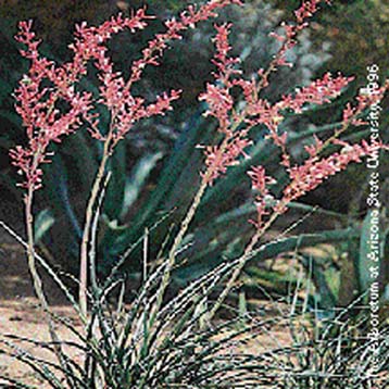 Red yucca