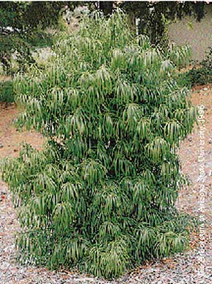 Fern pine