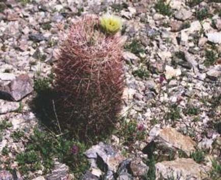 Desert barrel cactus