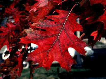 Texas red oak