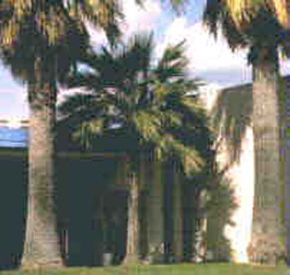 San Jose palm