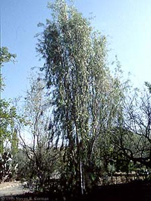 Willow pittosporum