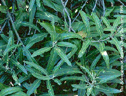 arizona rosewood